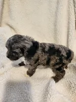 Kierra, a female Cockapoo for sale in Elliottsburg, PA – Photo 4 of 9