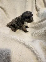 Kierra, a female Cockapoo for sale in Elliottsburg, PA – Photo 7 of 9