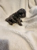 Kierra, a female Cockapoo for sale in Elliottsburg, PA – Photo 3 of 9