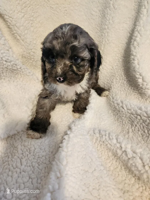 Kierra – Cockapoo puppy for sale in Elliottsburg, PA