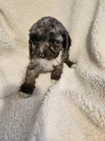 Kierra, a female Cockapoo for sale in Elliottsburg, PA – Photo 1 of 9
