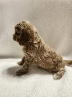 Cody, a male Cockapoo for sale in Elliottsburg, PA – 2 of 4