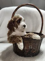 Caden, a male Cockapoo for sale in Elliottsburg, PA – 1 of 4