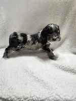 Khloe, a female Cockapoo for sale in Elliottsburg, PA – 3 of 4