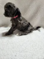 Kellie, a female Cockapoo for sale in Elliottsburg, PA – 5 of 6