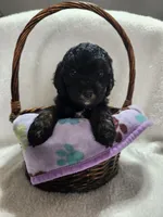 King, a male Cockapoo for sale in Elliottsburg, PA – 4 of 4