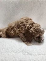 Carl, a male Cockapoo for sale in Elliottsburg, PA – 3 of 4