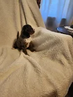 Kevin, a male Cockapoo for sale in Elliottsburg, PA – Photo 5 of 6