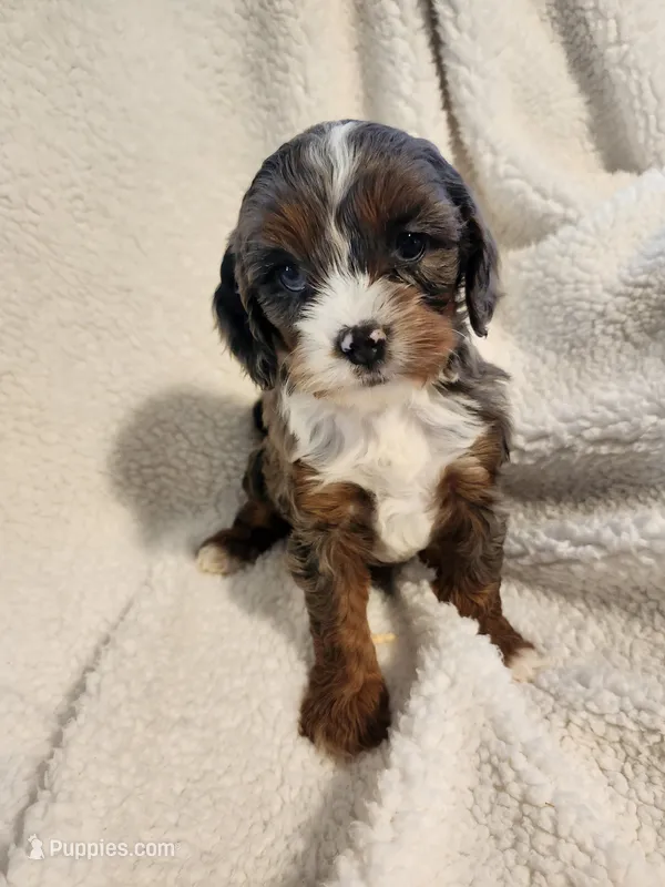 Kevin – Cockapoo puppy for sale in Elliottsburg, PA