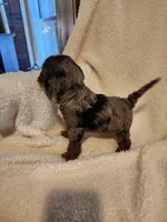Kevin, a male Cockapoo for sale in Elliottsburg, PA – Photo 6 of 6