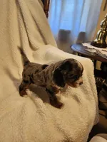 Kevin, a male Cockapoo for sale in Elliottsburg, PA – Photo 2 of 6