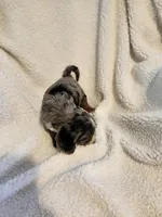 Kevin, a male Cockapoo for sale in Elliottsburg, PA – Photo 3 of 6