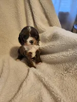 Kevin, a male Cockapoo for sale in Elliottsburg, PA – Photo 4 of 6