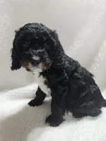 Karter, a male Cockapoo for sale in Elliottsburg, PA – 2 of 5