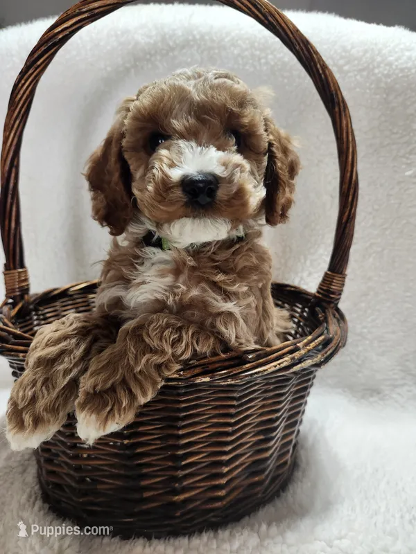 Cody – Cockapoo puppy for sale in Elliottsburg, PA
