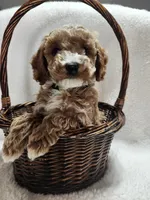Cody, a male Cockapoo for sale in Elliottsburg, PA – 1 of 4