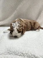 Caden, a male Cockapoo for sale in Elliottsburg, PA – 3 of 4