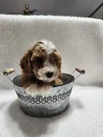 Cutie, a male Cockapoo for sale in Elliottsburg, PA – 4 of 4