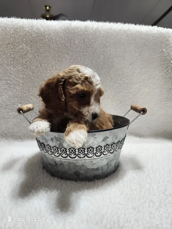 Cutie – Cockapoo puppy for sale in Elliottsburg, PA