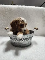 Cutie, a male Cockapoo for sale in Elliottsburg, PA – 1 of 4