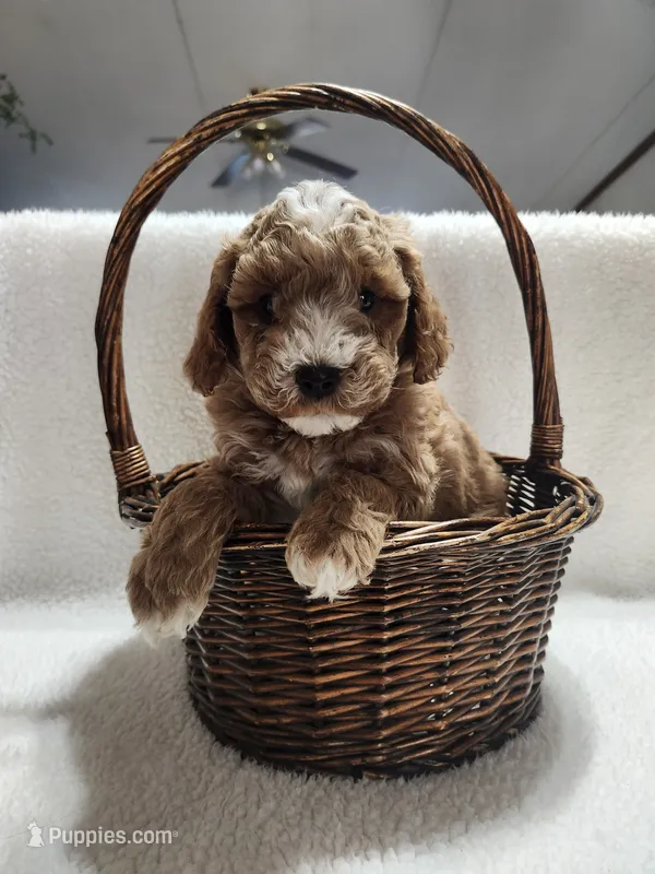 Carl – Cockapoo puppy for sale in Elliottsburg, PA