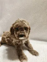 Cookie, a male Cockapoo for sale in Elliottsburg, PA – 2 of 4