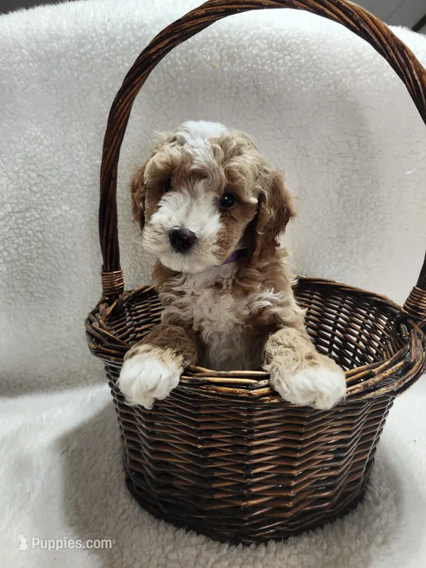 Cooper – Cockapoo puppy for sale in Elliottsburg, PA