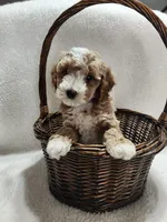 Cooper, a male Cockapoo for sale in Elliottsburg, PA – 1 of 4