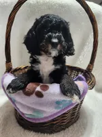 Karter, a male Cockapoo for sale in Elliottsburg, PA – 4 of 5