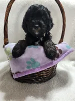 King, a male Cockapoo for sale in Elliottsburg, PA – 1 of 4
