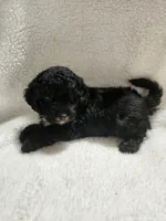 King, a male Cockapoo for sale in Elliottsburg, PA – 3 of 4