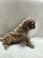 Cody, a male Cockapoo for sale in Elliottsburg, PA – 4 of 4