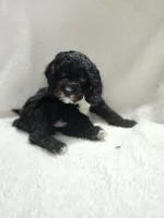 Karter, a male Cockapoo for sale in Elliottsburg, PA – 5 of 5