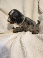 King, a male Cockapoo for sale in Elliottsburg, PA – Photo 5 of 7