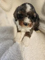 King, a male Cockapoo for sale in Elliottsburg, PA – Photo 7 of 7