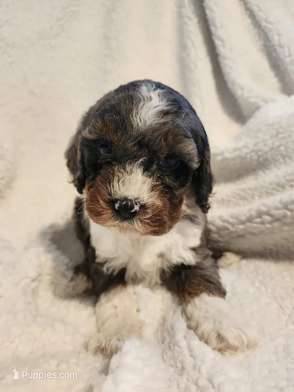 King – Cockapoo puppy for sale in Elliottsburg, PA