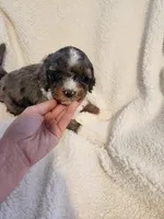 King, a male Cockapoo for sale in Elliottsburg, PA – Photo 2 of 7