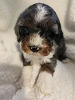 King, a male Cockapoo for sale in Elliottsburg, PA – Photo 6 of 7