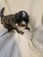 King, a male Cockapoo for sale in Elliottsburg, PA – Photo 4 of 7