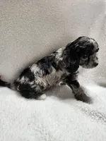 Khloe, a female Cockapoo for sale in Elliottsburg, PA – 2 of 4