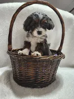Katy, a female Cockapoo for sale in Elliottsburg, PA – 4 of 4