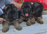 Maximums , a male German Shepherd Dog for sale in Bakersfield, CA – 4 of 4
