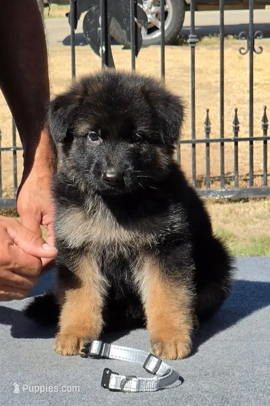 Bear , a male German Shepherd Dog for sale in Bakersfield, CA – 1 of 1