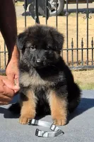 Bear , a male German Shepherd Dog for sale in Bakersfield, CA – 1 of 1