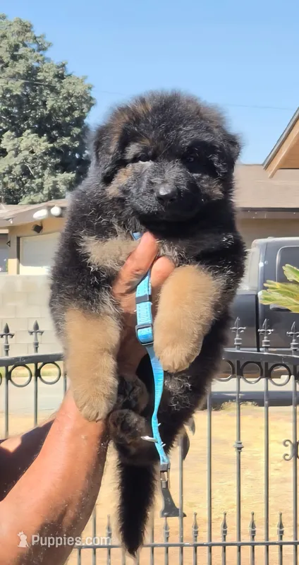 Chloe , a female German Shepherd Dog for sale in Bakersfield, CA – 1 of 1