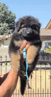 Chloe , a female German Shepherd Dog for sale in Bakersfield, CA – 1 of 1