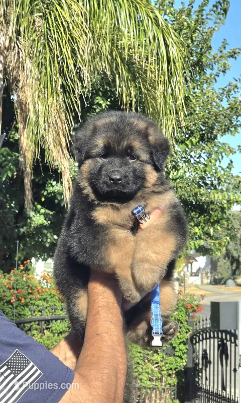 Maximums  – German Shepherd Dog puppy for sale in Bakersfield, CA