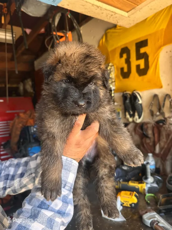 Erasmus  – German Shepherd Dog puppy for sale in Bakersfield, CA