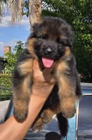 Princess , a female German Shepherd Dog for sale in Bakersfield, CA – 2 of 3