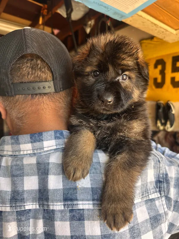 Ruby  – German Shepherd Dog puppy for sale in Bakersfield, CA